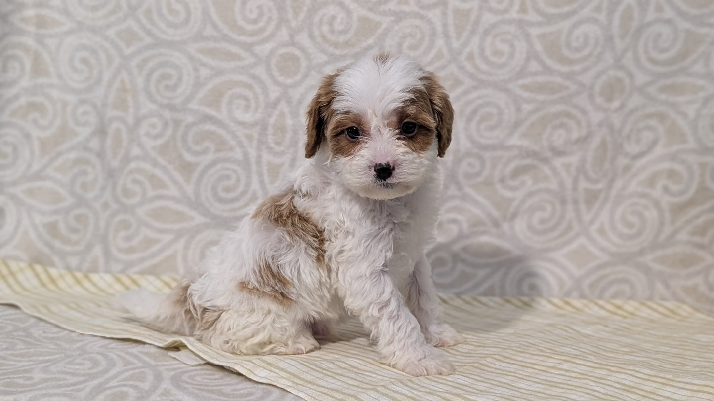 CAVAPOO (JAN 29) MALES
