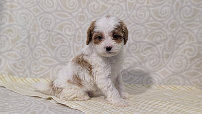 CAVAPOO (JAN 29) MALES
