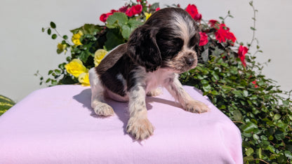 COCKER SPANIEL (07/16) MALE
