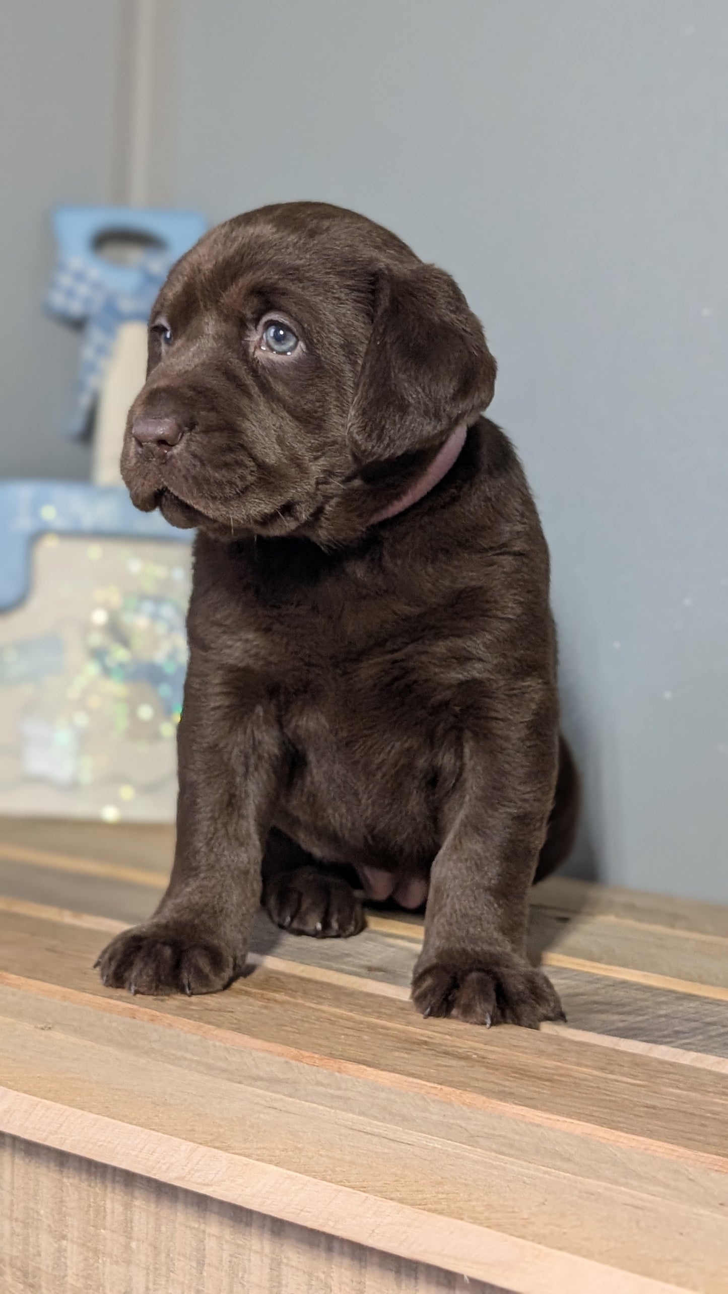 LABRADOR RETRIEVER (JAN 18) FEMALES
