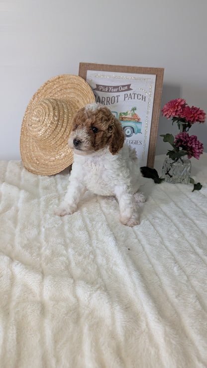 MINI POODLE (06/29) FEMALE