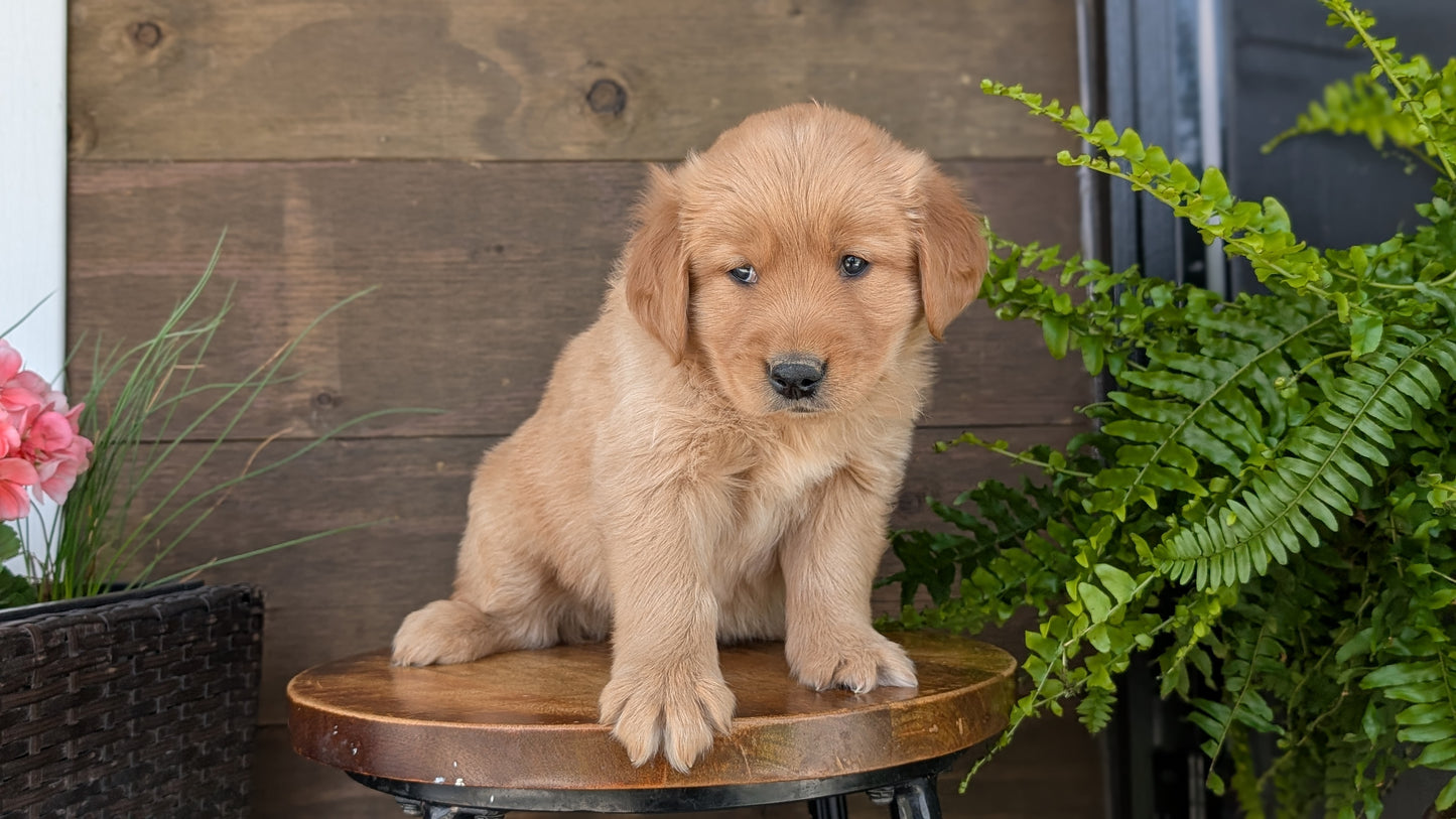 GOLDEN RETRIEVER (MAR 27) MALES