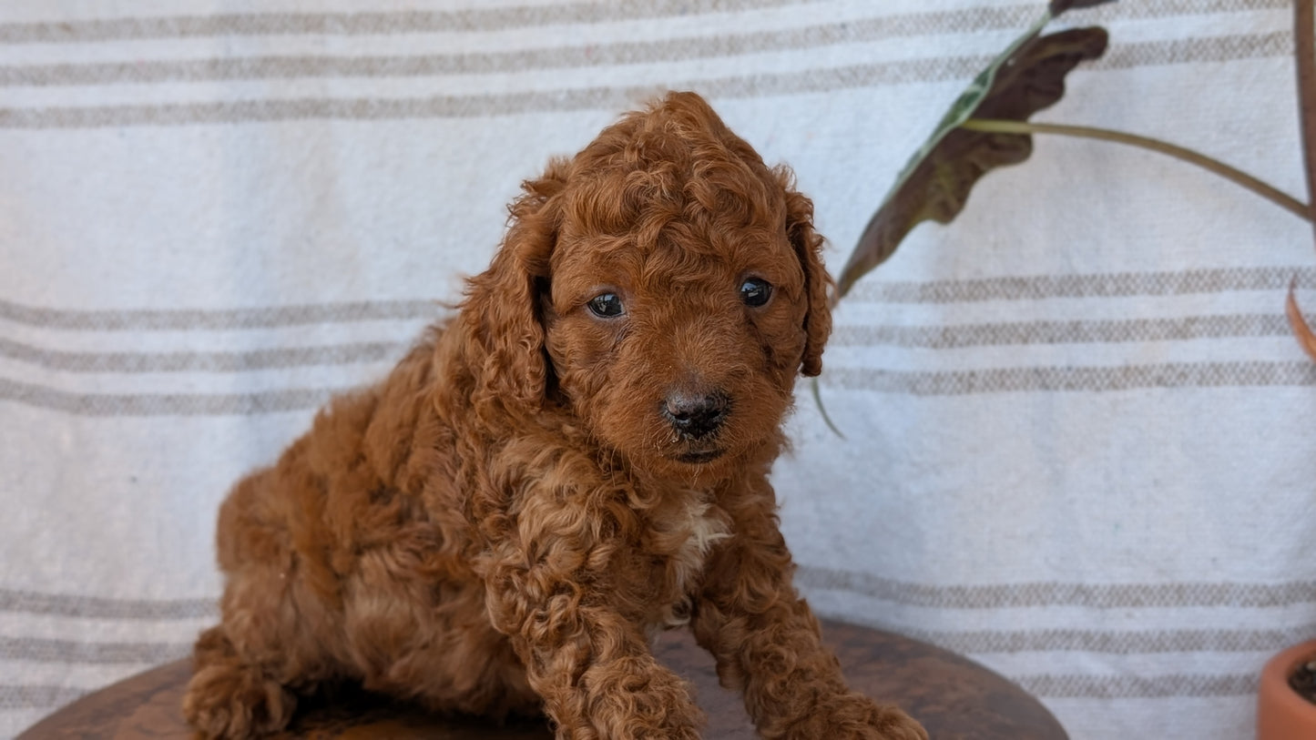 CAVAPOO (MAY 23) MALES