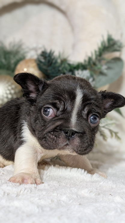 FRENCH BULLDOG (OCT 08) MALES