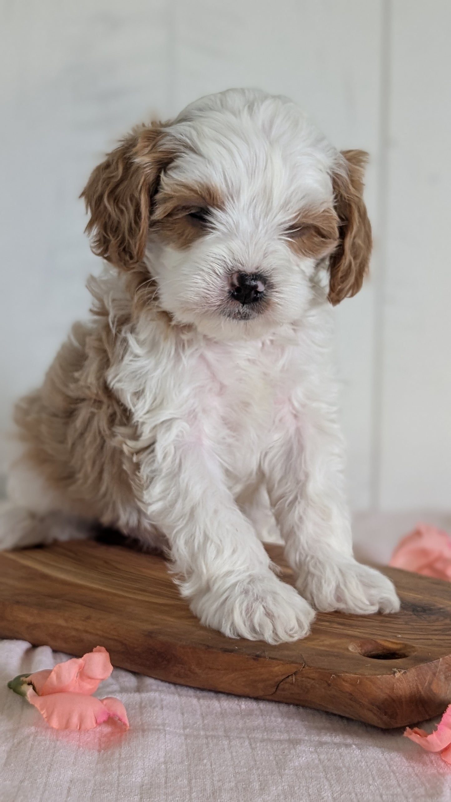 CAVAPOO (FEB 11) MALES