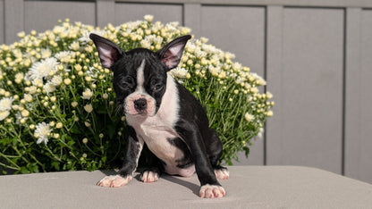 BOSTON TERRIER (JUL 11) 4 FEMALES/4 MALES