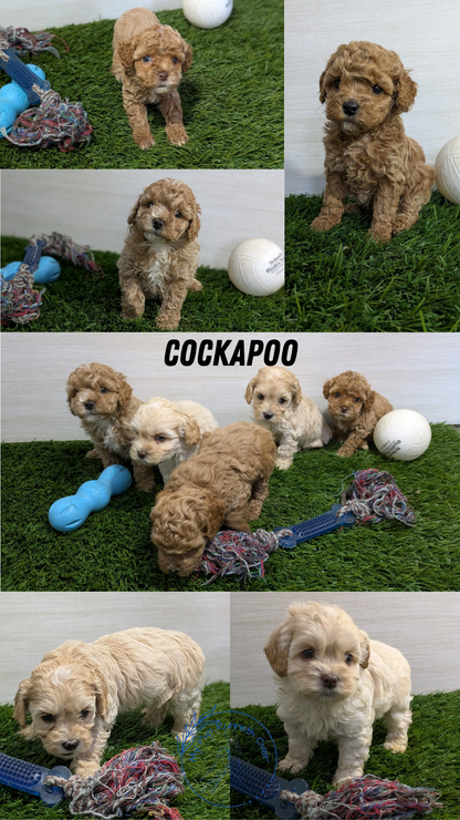 COCKAPOO (01/01) FEMALE