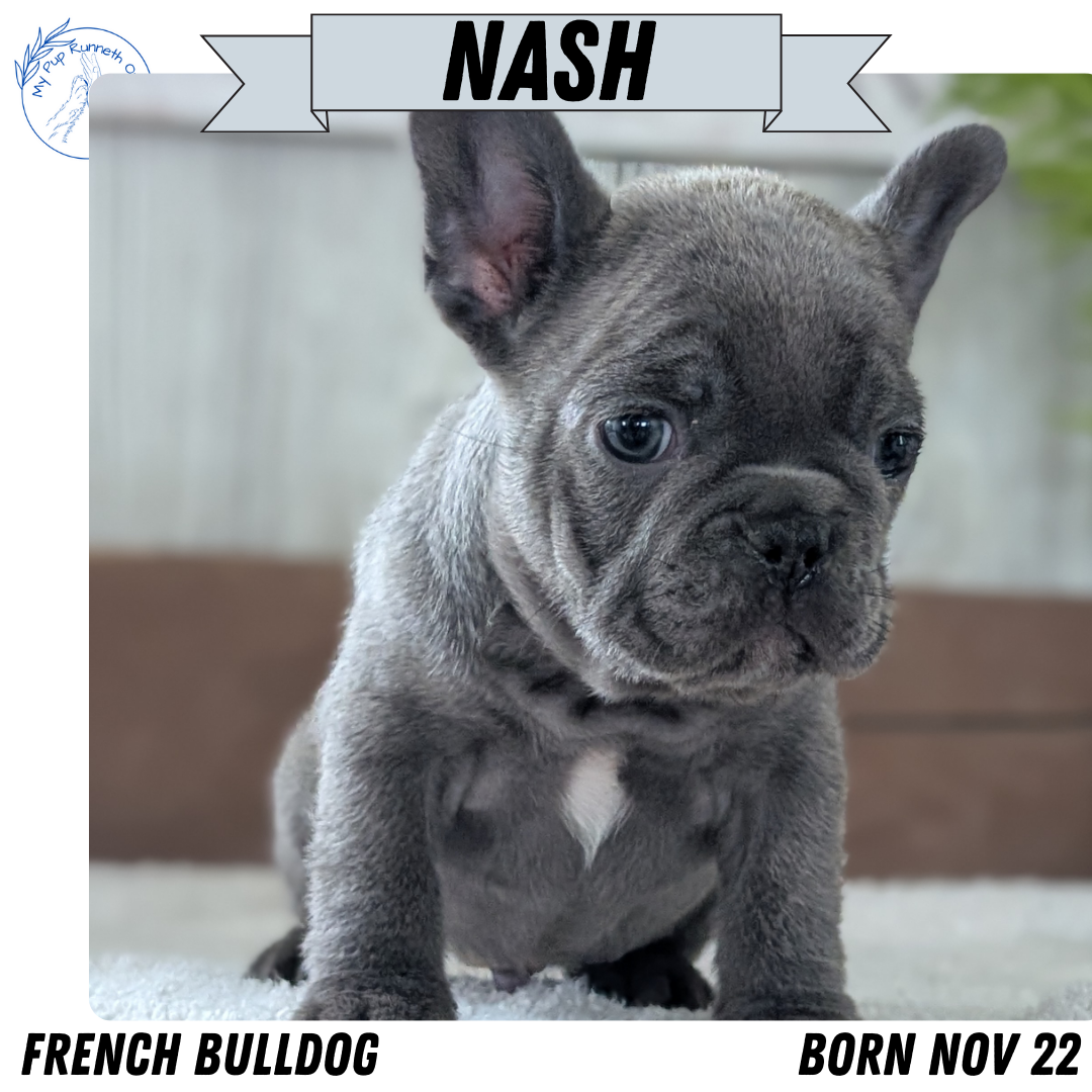 FRENCH BULLDOG (NOV 22) MALES