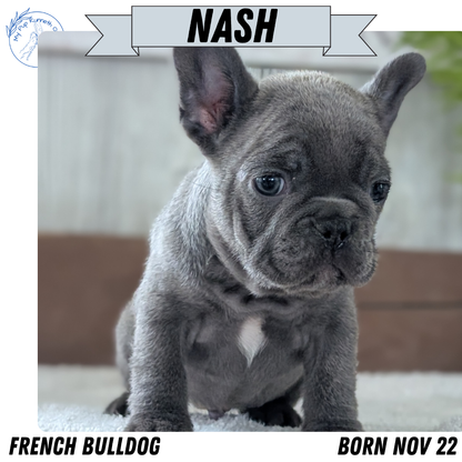 FRENCH BULLDOG (NOV 22) MALES