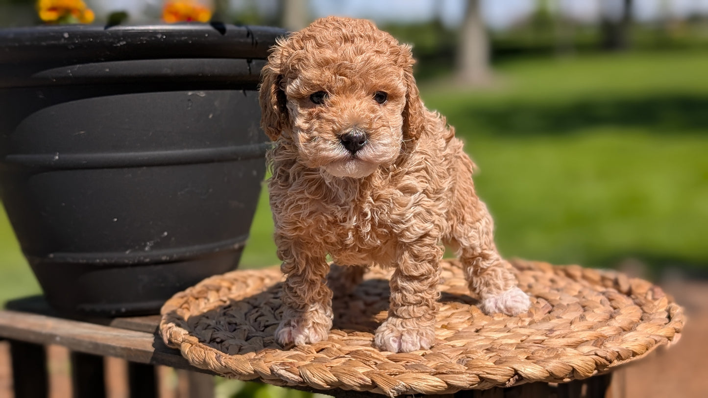 MINI POODLE (APR 03) FEMALES