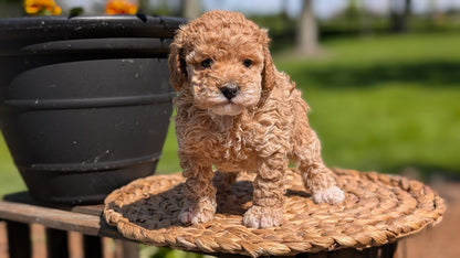 MINI POODLE (APR 03) FEMALES