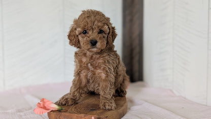 CAVAPOO (FEB 11) FEMALES