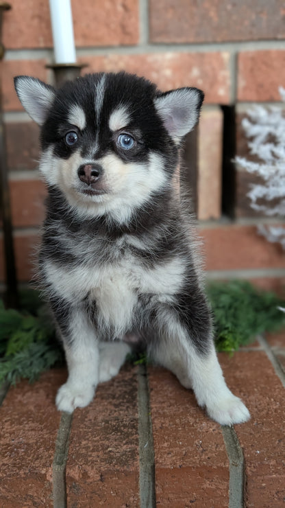 POMSKY (NOV 15) MALE