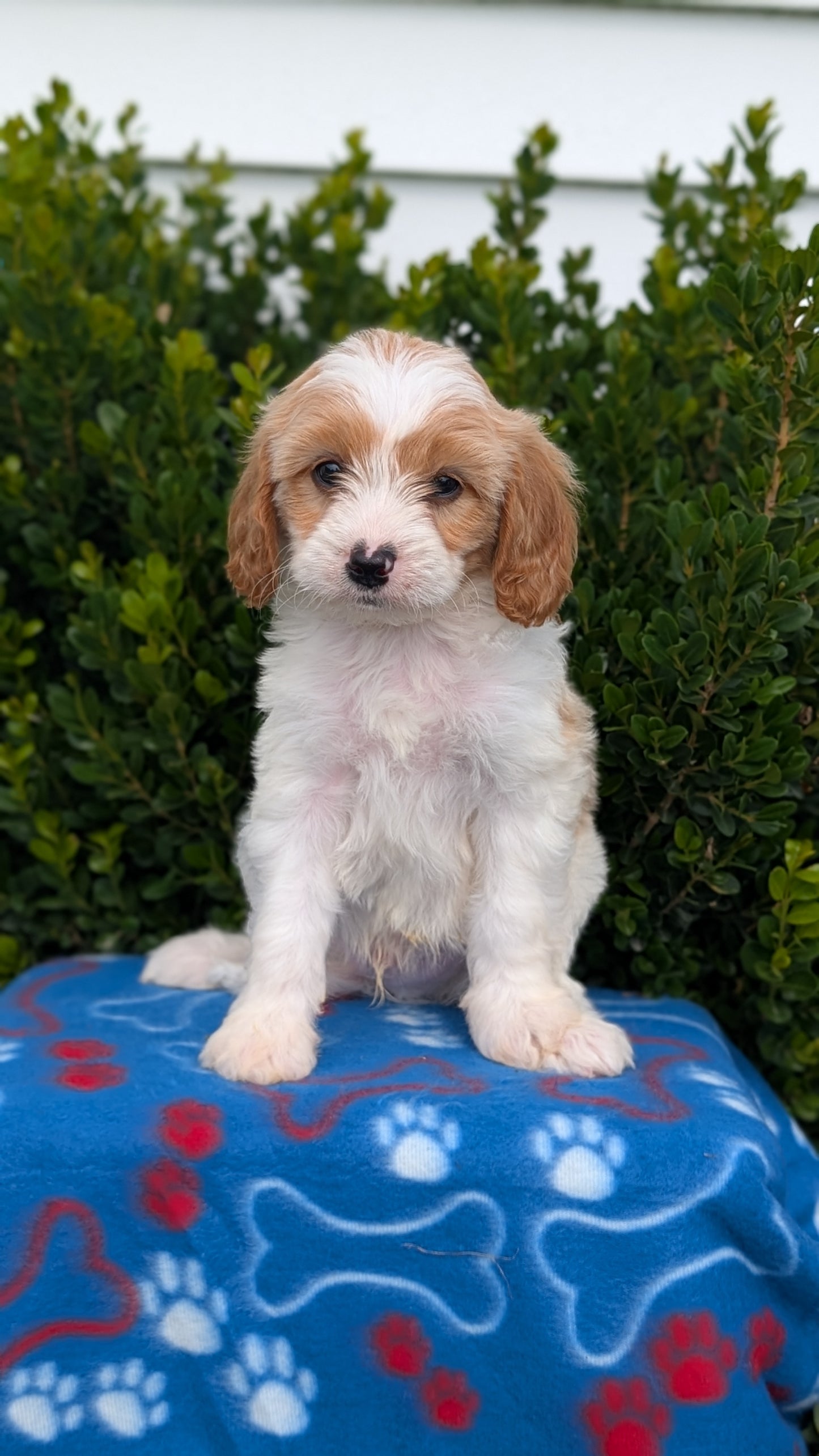 CAVAPOO (MAY 25) MALES