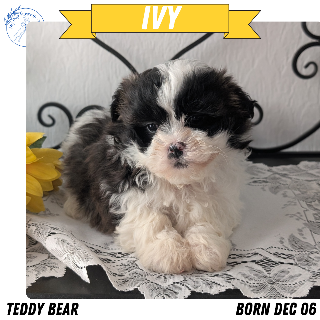TEDDY BEAR (DEC 06) FEMALES
