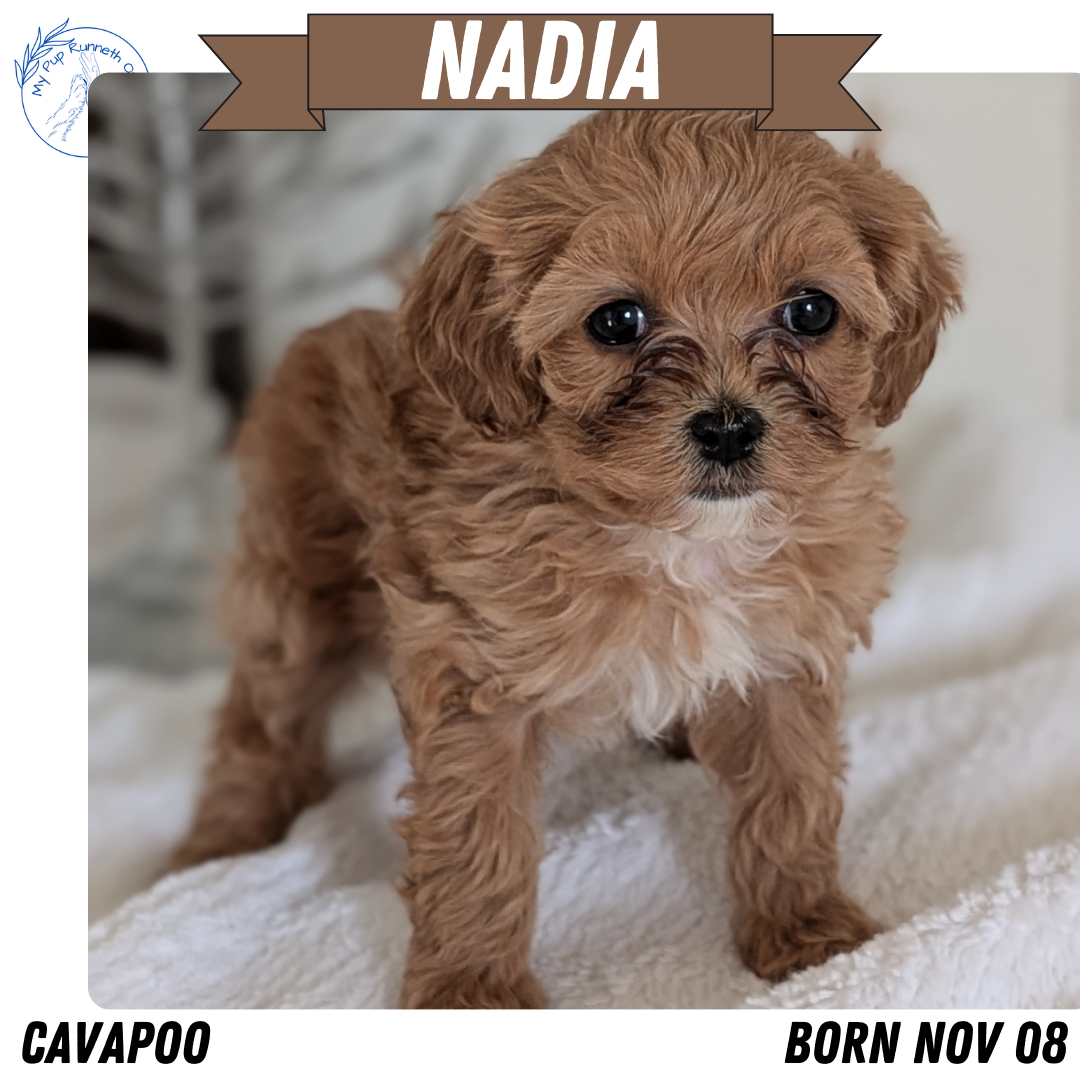 CAVAPOO (NOV 08) FEMALE