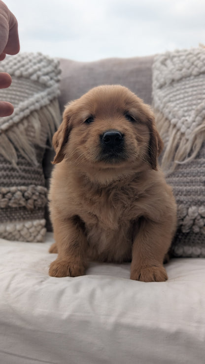 GOLDEN RETRIEVER (JUL 01) MALES