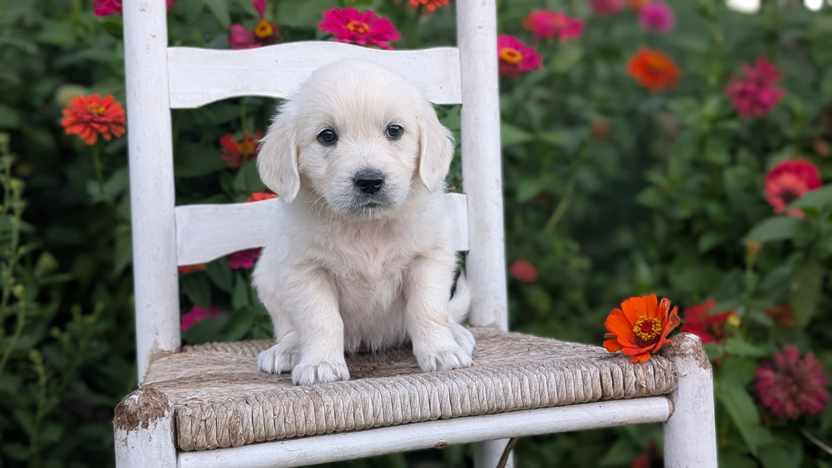 ENGLISH CREAM RETRIEVER (AUG 19) 3 MALES/4 FEMALES