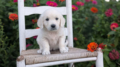 ENGLISH CREAM RETRIEVER (AUG 19) 3 MALES/4 FEMALES