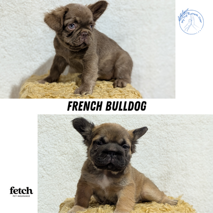 FRENCH BULLDOG (MAY 26) MALE