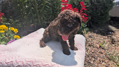 TOY POODLE (06/23) FEMALE