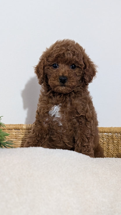 MINI POODLE (NOV 14) MALES