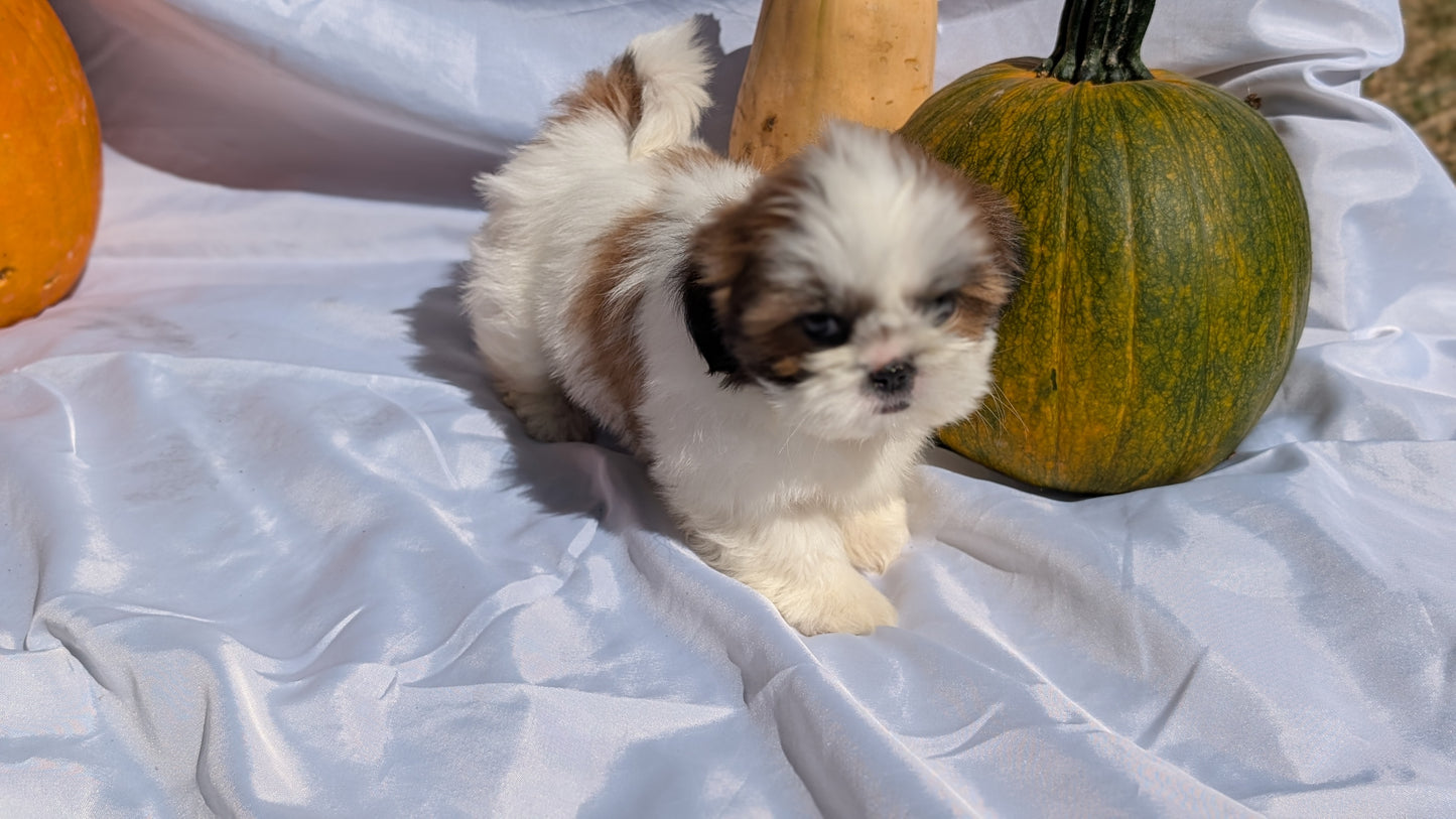 SHIH TZU (07/18) FEMALE