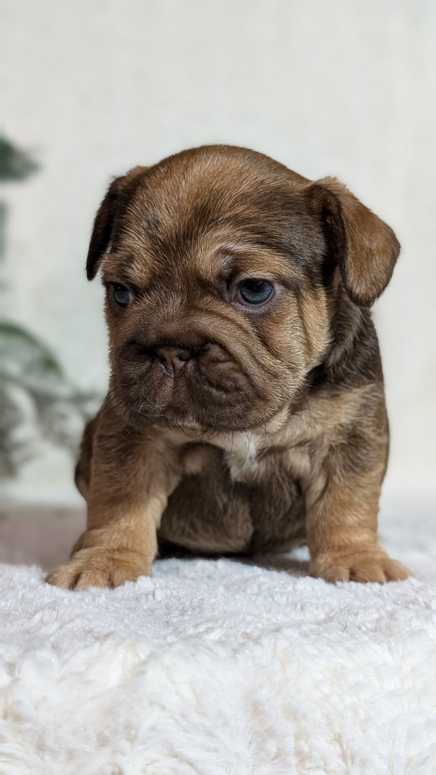 FRENCH BULLDOG (OCT 08) FEMALES