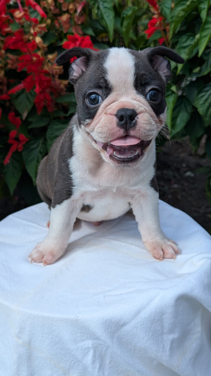 FRENCHTON (06/25) MALE