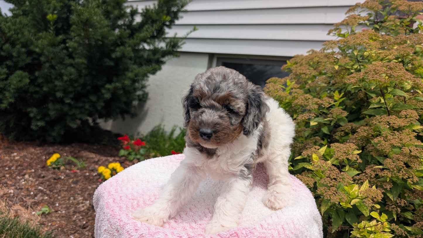 MINI POODLE (06/07) FEMALE