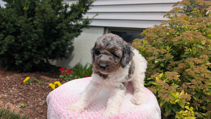 MINI POODLE (06/07) FEMALE