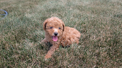 TOY POODLE (05/31) FEMALE