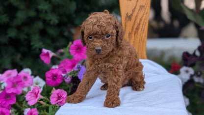 TOY POODLE (JUN 09) MALE