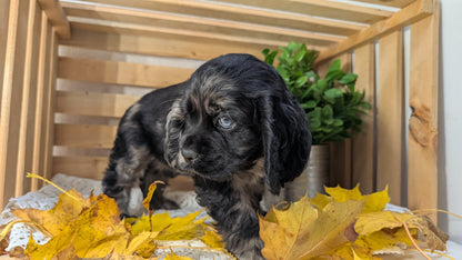 COCKER SPANIEL (09/20) FEMALE