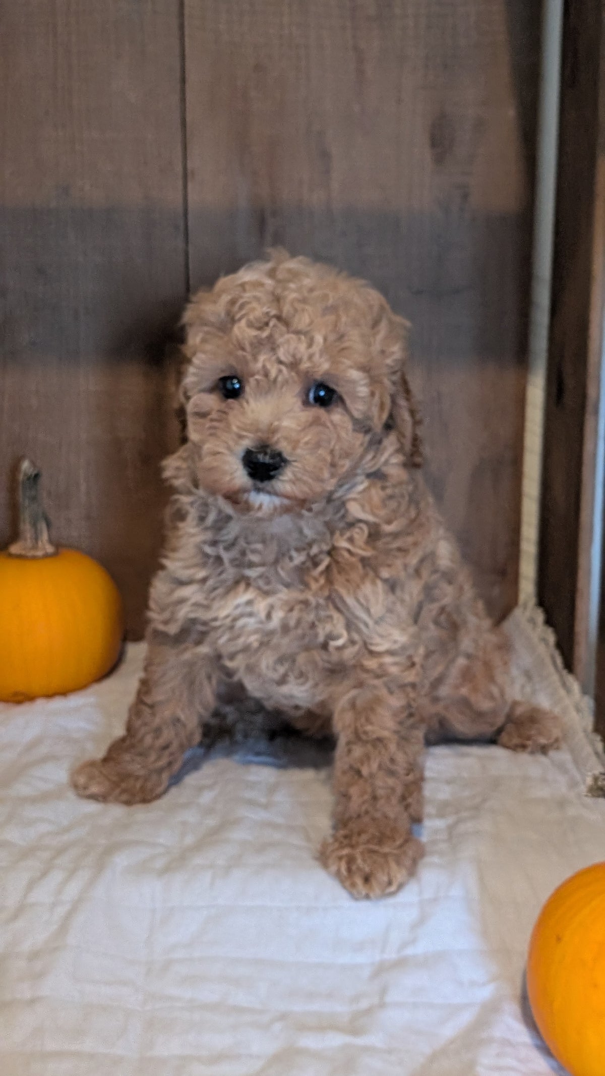 MINI POODLE (AUG 06) 5 FEMALES