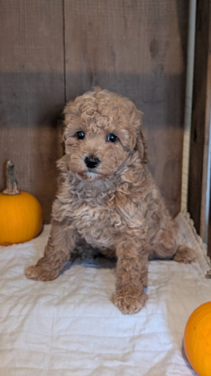 MINI POODLE (AUG 06) 5 FEMALES