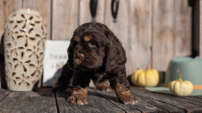 COCKER SPANIEL (09/21) MALE