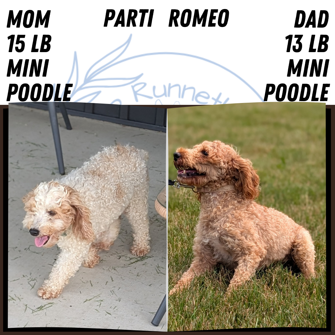 MINI POODLE (JUN 01) FEMALES