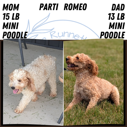 MINI POODLE (JUN 01) FEMALES