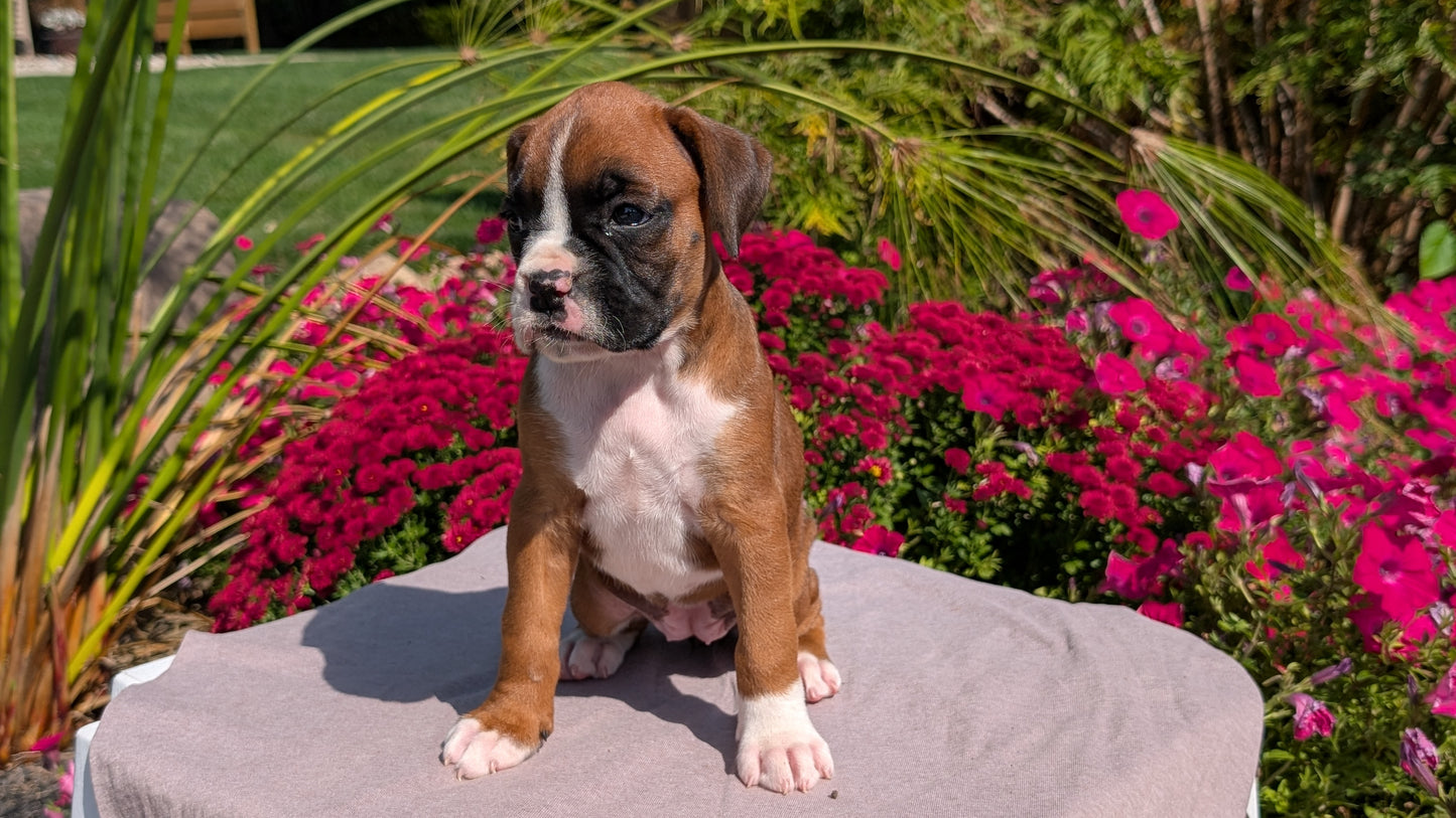 BOXER (08/20) FEMALE