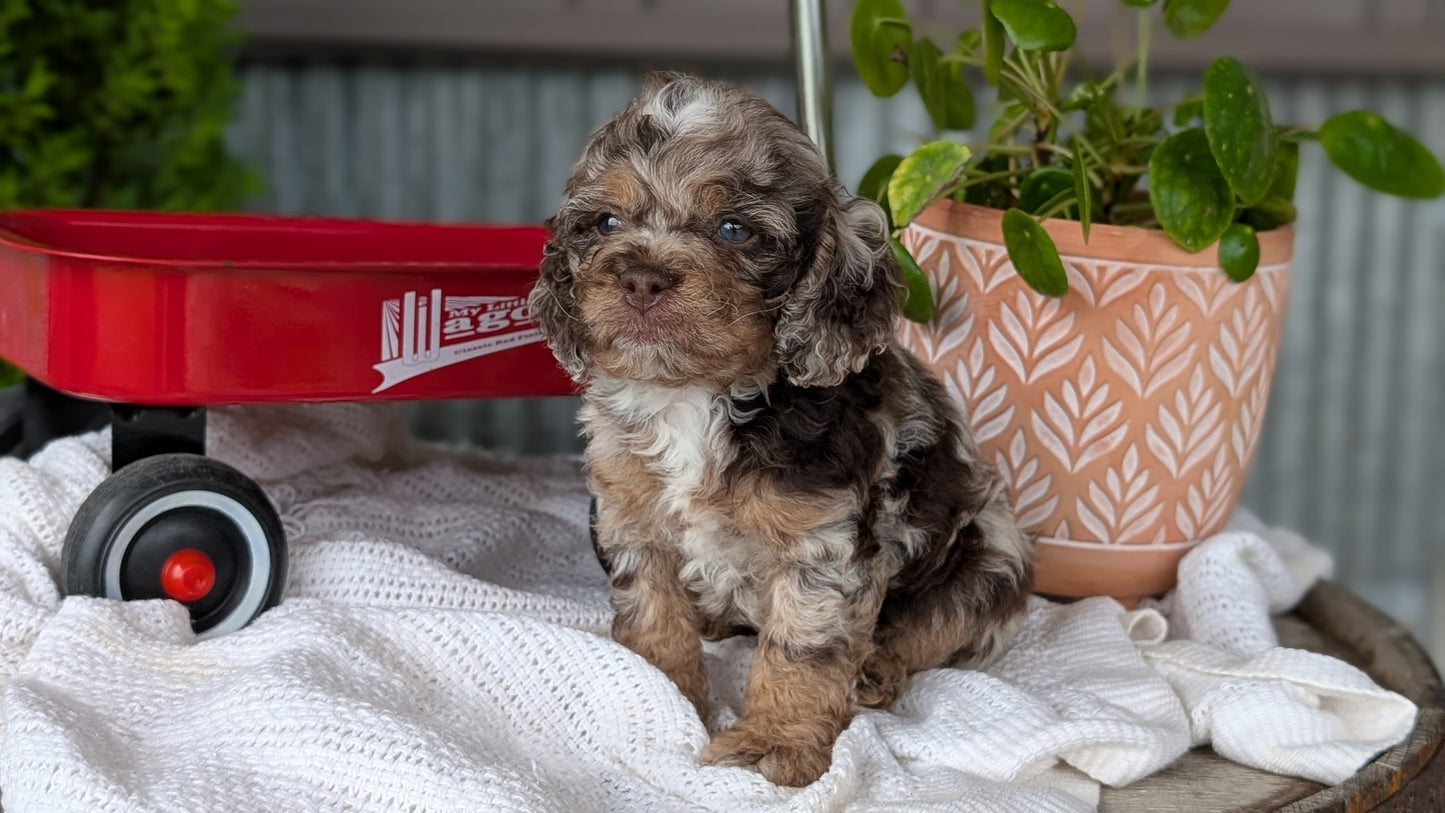 COCKAPOO (MAY 10) MALES