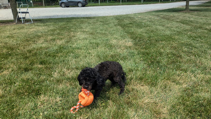 SHIH-POO (11/02) FEMALE