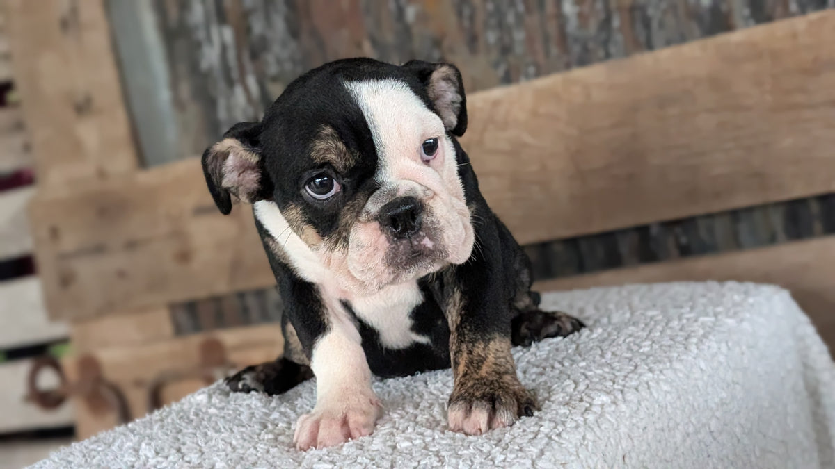 ENGLISH BULLDOG (JUN 29) 1 FEMALE/1 MALE