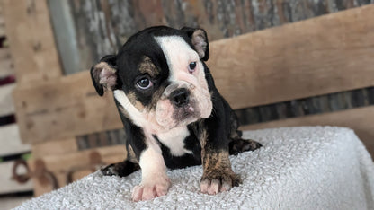 ENGLISH BULLDOG (JUN 29) 1 FEMALE/1 MALE
