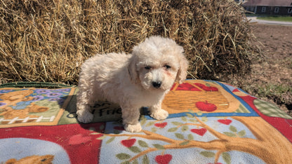 TEDDY BEAR (02/18) MALE