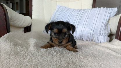 YORKSHIRE TERRIER (02/25) FEMALE