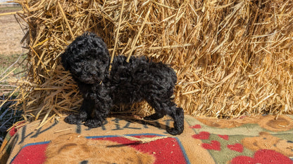 TOY POODLE (02/01) FEMALE
