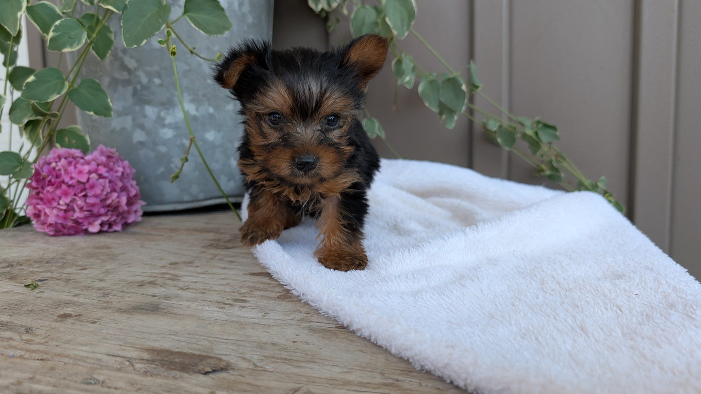 YORKSHIRE TERRIER (06/05) MALE