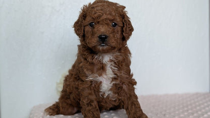 CAVAPOO (APR 12) MALE