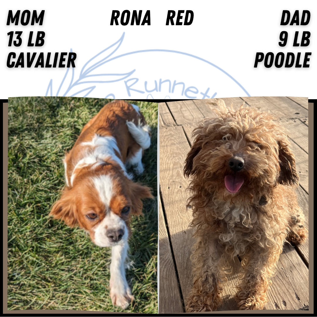 CAVAPOO (JAN 29) MALES